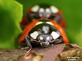 insecten 2024